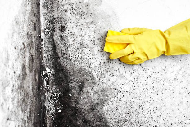 Best Industrial Mold Remediation in Flemington, GA