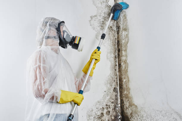 Best Post-Flood Mold Remediation in Flemington, GA